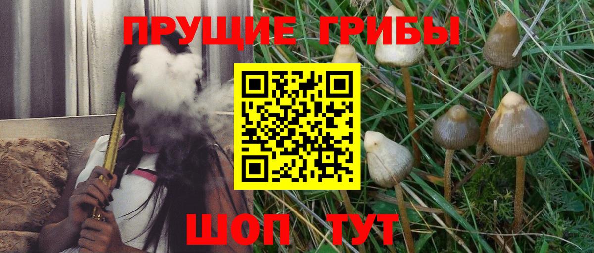Псилоцибиновые грибы Psilocybe Анапа